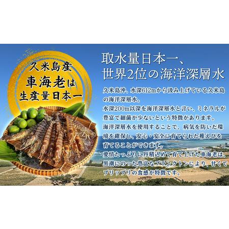 ふるさと納税  車海老【久米島漁協】活〆冷凍車海老　生食用1.5kg 車えび 海鮮 沖縄県久米島町_2