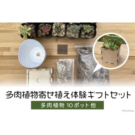 即発送可能 ふるさと納税 安心やすらぎ共和国 Oasis Republic Sunagawa Base 片桐農園 空知単板工業 株 多肉植物寄せ植え体験ギフトセット 北海道砂川市 最新の激安 Zoetalentsolutions Com