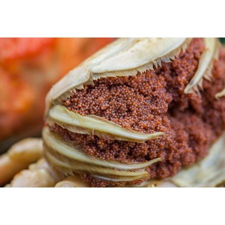 ふるさと納税 セコガニ／驚きの旨さ！茹でセコガニ 【訳あり】 中サイズ5匹入　ボイルセコガニ・訳ありセイコガニ 京都府京丹後市 