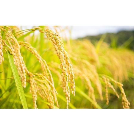 ふるさと納税 令和7年産 特別栽培米つやっ娘米 5kg 丹後こしひかり お米 米 ご飯 コシヒカリ つやっ娘 丹後 宮津 京都 海の京都 特別栽培米 グル.. 京都府宮津市_3
