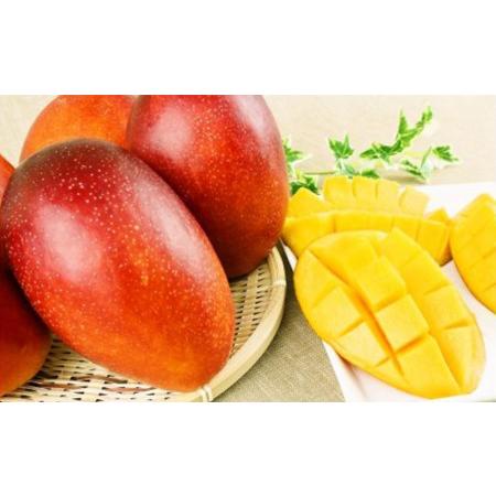 ふるさと納税 【先行受付】【2024年発送】神谷ファームのマンゴー（極）約1.5Kg 沖縄県八重瀬町 約1