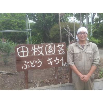 ふるさと納税 TE-01　追熟アップルキウイ 三重県多気町