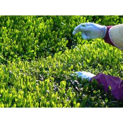 ふるさと納税 KH-02 伊勢茶ティーバックバラエティセット 緑茶 ほうじ茶 緑茶 三重県多気町の画像
