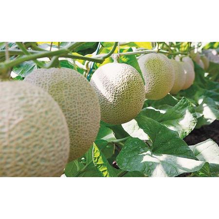 ふるさと納税 最高級 温室アローマメロン（マスクメロン）山級 6玉
