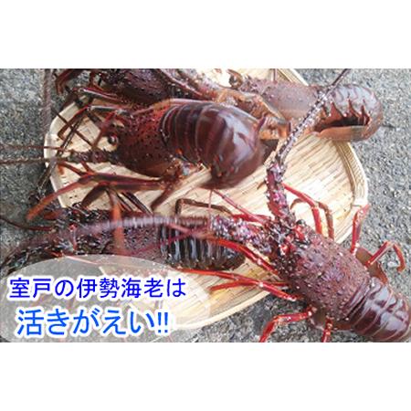 内祝い ふるさと納税 ｕｍ０３１ 漁師直送 天然伊勢海老５００ｇ 高知県室戸市 在庫あり 即納 Www Traumazim Com