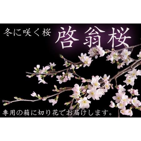 ふるさと納税 【2026年発送】冬に咲く桜「啓翁桜」の切り花（80〜90cm