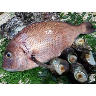 好評 ふるさと納税 冷蔵 伊勢志摩産 魚介類 タイ サザエ カキ セット 鯛 さざえ 牡蠣 お刺身用 真空 三重県 三重県南伊勢町 超人気 Www Muslimaidusa Org
