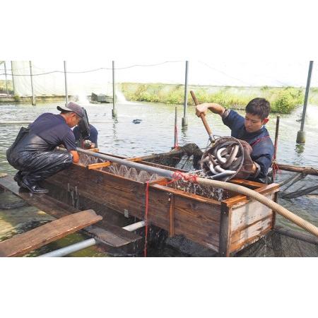 ふるさと納税 うなぎ 厳選肉厚 浜名湖 鰻白焼 約200g × 2匹 国産 父の日 土用の丑の日 丑の日 静岡県浜松市｜furunavi｜04