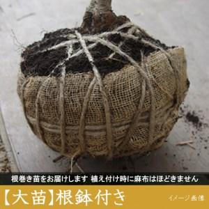 ふるさと納税 ＜すだ農園＞2年生 苗木 ◇サクラ(桜) 染井吉野(ソメイヨシノ)[地掘苗 2022年] ※2023年11月中旬~2024年4月に順次発送予定 ※北海.. 京都府亀岡市 染井吉野 ソメイヨシノ 地掘苗 2022年 　　