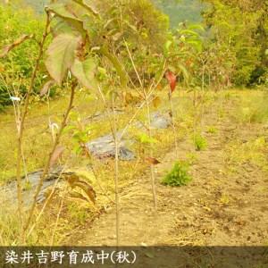 ふるさと納税 ＜すだ農園＞2年生 苗木 ◇サクラ(桜) 染井吉野(ソメイヨシノ)[地掘苗 2022年] ※2023年11月中旬~2024年4月に順次発送予定 ※北海.. 京都府亀岡市 染井吉野 ソメイヨシノ 地掘苗 2022年 　　