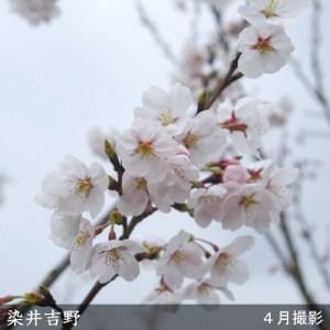 ふるさと納税 ＜すだ農園＞2年生 苗木 ◇サクラ(桜) 染井吉野(ソメイヨシノ)[地掘苗 2022年] ※2023年11月中旬~2024年4月に順次発送予定 ※北海.. 京都府亀岡市 染井吉野 ソメイヨシノ 地掘苗 2022年 　　