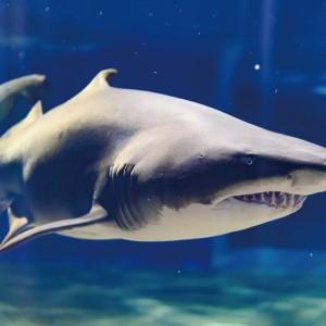 ふるさと納税 アクアワールド 茨城県 大洗 水族館 年間パスポート 大人1名 チケット _AQ008 茨城県大洗町_2