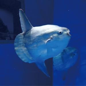 ふるさと納税 アクアワールド 茨城県 大洗 水族館 年間パスポート 大人1名 チケット _AQ008 茨城県大洗町_4