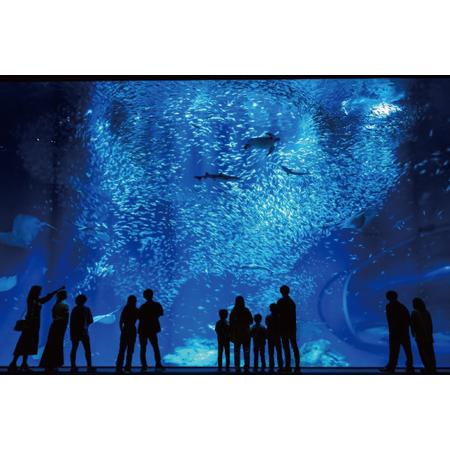 ふるさと納税 アクアワールド茨城県大洗水族館 年間パスポート 大人2名 大洗 チケット 券 アクアワールド 水族館_AQ009 茨城県大洗町 