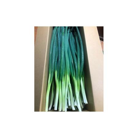 ふるさと納税 生産農家直送　京野菜・九条ねぎ　約4kg 京都府宇治田原町 