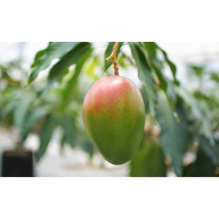 魅力的な ふるさと納税 先行予約受付中 藤枝産マンゴーキーツ 8 9月出荷 静岡県藤枝市 再再販 Orientalweavers Com