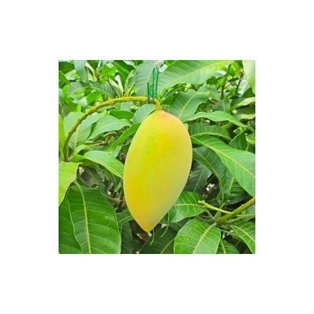 予約販売品 ふるさと納税 先行予約受付中 藤枝産マンゴーナンドクマイ 6 7月出荷 静岡県藤枝市 人気満点 Esiba Tg