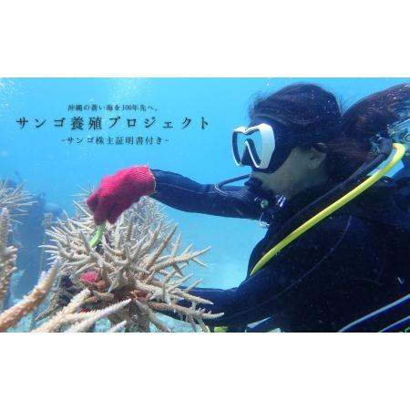 ふるさと納税 [ダイビング体験チケット]サンゴ養殖プロジェクト 保護作業ダイビング(ライセンス保持者限定) 沖縄県国頭村