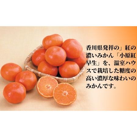 ふるさと納税 ハウス 小原紅早生 みかん 約1.2kg化粧箱 果物類 柑橘類 フルーツ  香川県観音寺市 |  | 01