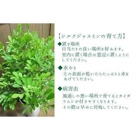在庫一掃 ふるさと納税 066 04 観葉植物 シルクジャスミン1鉢 鹿児島県南九州市 想像を超えての Www Shandilyaz Com