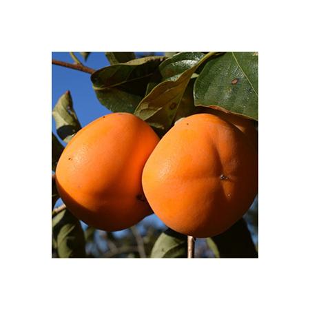 ふるさと納税 【厳選・産直】和歌山産のたねなし柿2L〜4Lサイズ約2kg(化粧箱入り) ※2022年9月下旬頃〜11月上旬頃に順次発送予定 ※離島への.. 和歌山県美浜町|furunavi|03