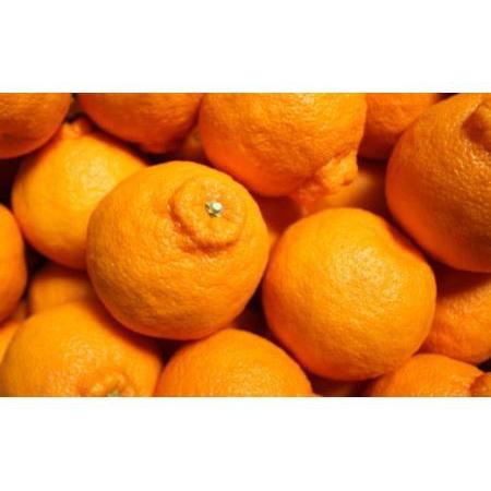 ふるさと納税 【お味濃厚】紀州有田産の大玉デコポン約5kg(12玉〜15玉入り)★2023年1月中旬より順次発送 和歌山県由良町|furunavi|03