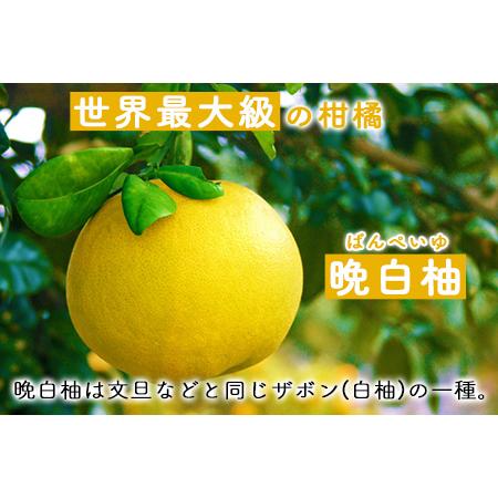 ふるさと納税 晩白柚スイーツセット ゼリー プリン はちみつドリンク 道の駅竜北 《60日以内に出荷予定(土日祝除く)》 熊本県氷川町｜furunavi｜02