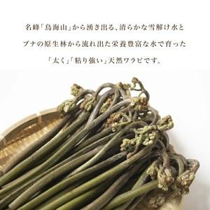 ふるさと納税 SA2891 庄内産 天然わらび (アク抜き済み) 約1.2kg(200g×6束) 山形県酒田市の画像