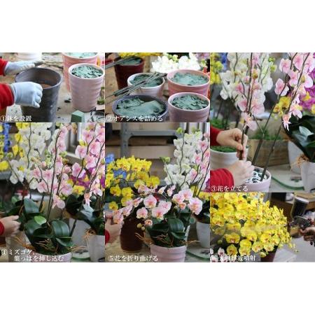 ふるさと納税 綺麗で丈夫な三河陶器で贈る光触媒胡蝶蘭小輪５本立（白の陶器×白色の花）H100-078 愛知県碧南市の画像