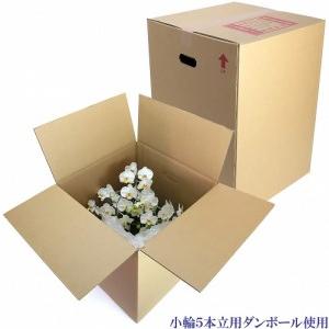 ふるさと納税 綺麗で丈夫な三河陶器で贈る光触媒胡蝶蘭小輪５本立（白の陶器×白色の花）H100-078 愛知県碧南市の画像