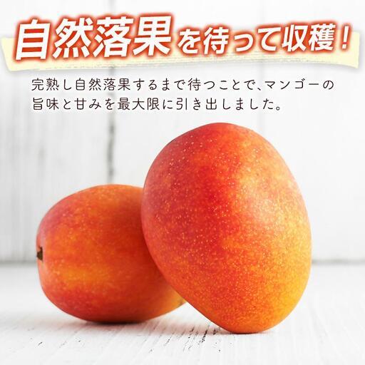 農家直送！　宮崎県産　完熟マンゴー　3kg　（家庭用） ふるさと納税 【先行予約】宮崎県産完熟マンゴー3L×2個 西都市特産品