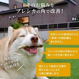 ふるさと納税 鹿の角 犬のおもちゃ ペット用 Lサイズ ( ペット おもちゃ 鹿 角 )【079-0015】 北海道北見市_2