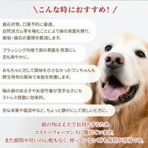 ふるさと納税 鹿の角 犬のおもちゃ ペット用 Lサイズ ( ペット おもちゃ 鹿 角 )【079-0015】 北海道北見市_3