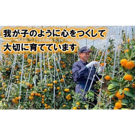 ふるさと納税 【秀品】ハウスみかん 約20kg 【今村農園】2026年 7月 夏 発送 甘い 果物 フルーツ ギフト 柑橘 温州 みかん 先行予約 数量限定 期.. 大分県杵築市_3