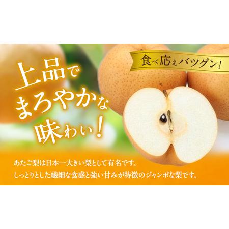 ふるさと納税 梨 2026年 備前横綱梨（あたご梨） 2玉 (1玉1〜1.4kg）贈答箱【11月下旬〜12月中旬頃発送】 ナシ なし 岡山県産 国産 フルーツ .. 岡山県瀬戸内市の画像
