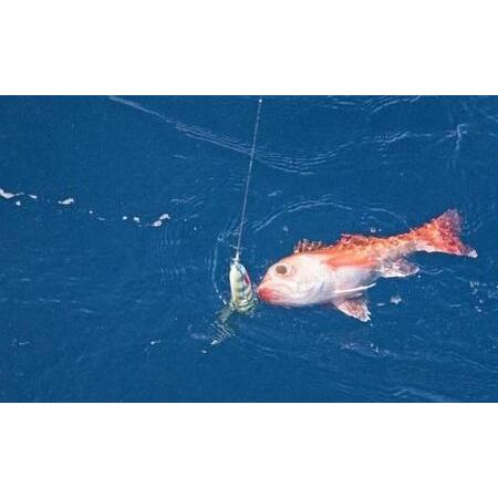 ふるさと納税 ディープライナー ロジカル55 #3 (推奨ジグウエイト100