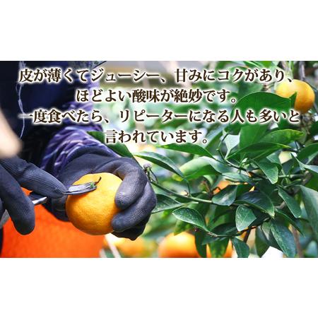 ふるさと納税 【6?8月発送】山北温室みかん 1.2kg みかん 果物 ku-0050 高知県香南市 |  | 02