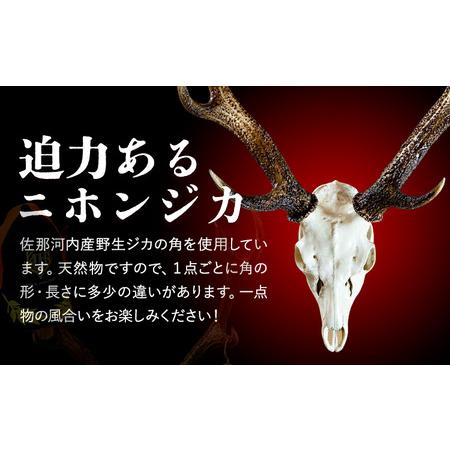 ふるさと納税 ニホンジカ頭骨付き角 壁掛け 大【配送不可地域あり