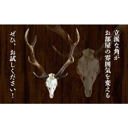 ふるさと納税 ニホンジカ頭骨付き角 壁掛け 大【配送不可地域あり