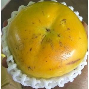 ふるさと納税 【先行予約2022年】訳あり ご家庭用 太秋柿(小玉) 約3kg【9月中旬〜10月中旬】【T006-165】 香川県高松市|furunavi|02