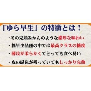 ふるさと納税 【2022年10月上旬以降発送】濃厚な味わいゆら早生みかん約5kg 希少品種《有機質肥料100%》 和歌山県九度山町|furunavi|03