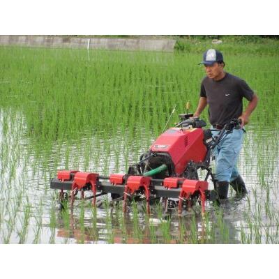ふるさと納税 無農薬栽培 コシヒカリ 白米 2ヶ月に1回定期便（全3回）＜計13.5kg（4.5kg×3回）＞ | 米 お米 コメ ご飯 お取り寄せ 贈り物 .. 埼玉県杉戸町の画像