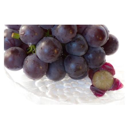 ふるさと納税 山梨県産 種なしピオーネ2〜3房(約1.0Kg） 【2026年発送