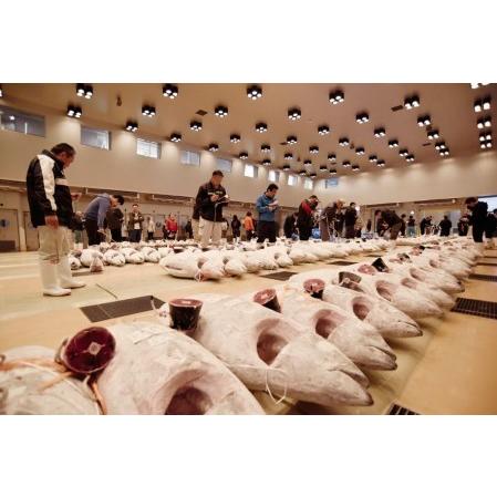 ふるさと納税 25-2天然目鉢鮪【大トロ・中トロ・赤身・すき身・漬け鮪 全部入って1.2kg】 神奈川県三浦市|furunavi|03