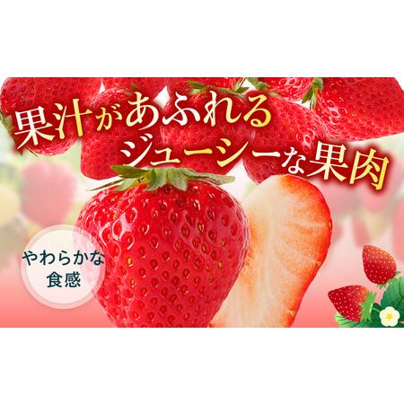 ふるさと納税 いちご 化粧箱 果物 フルーツ スイーツ ギフト さぬきひめいちご化粧箱 約400g【2025年1月上旬〜2025年4月下旬配送】【T006-220】 香川県高松市｜furunavi｜02