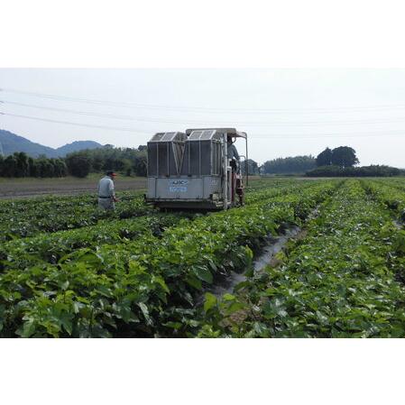 ふるさと納税 神埼桑菱茶(3g×30包)×2箱 (H066120) 佐賀県神埼市
