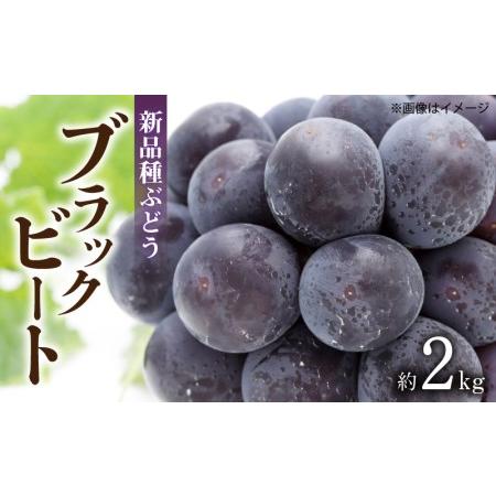 ふるさと納税 ぶどう「ブラックビート」 約2kg 香川県三豊市
