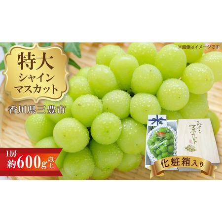 ふるさと納税 特大シャインマスカット 1房(約600g以上)化粧箱入り 香川県三豊市