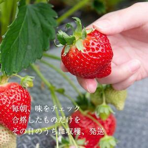 ふるさと納税 【2027年1月〜4月出荷分予約販売】★身近な人間関係のお祝いに★「完熟あまおう」3L〜4Lミックス詰め合わせ 900g入り 福岡県大川市_1