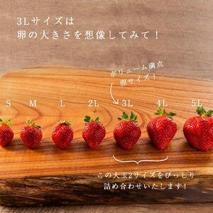ふるさと納税 【2027年1月〜4月出荷分予約販売】★身近な人間関係のお祝いに★「完熟あまおう」3L〜4Lミックス詰め合わせ 900g入り 福岡県大川市_2